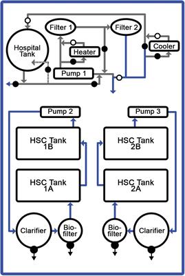 Effects of Diet on the Biochemical Properties of Limulus Amebocyte Lysate From Horseshoe Crabs in an Aquaculture Setting